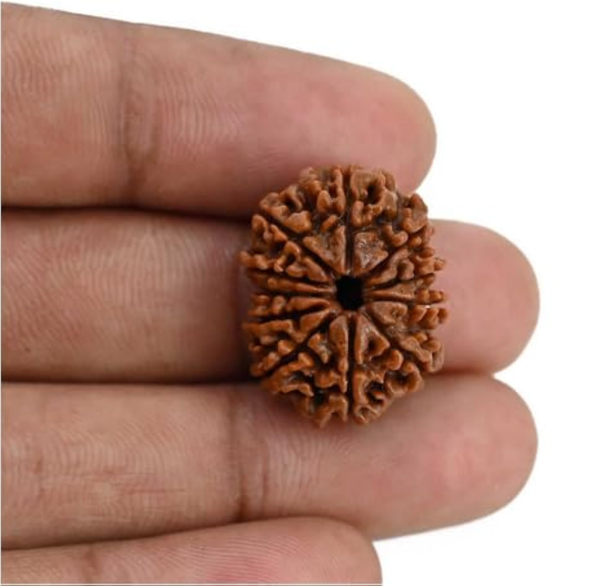 Eleven Face Rudraksha, IGL Lab Certified Pendant